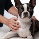 how to massage a dog with torn acl