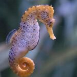 How To Clean Lookah Seahorse Pro