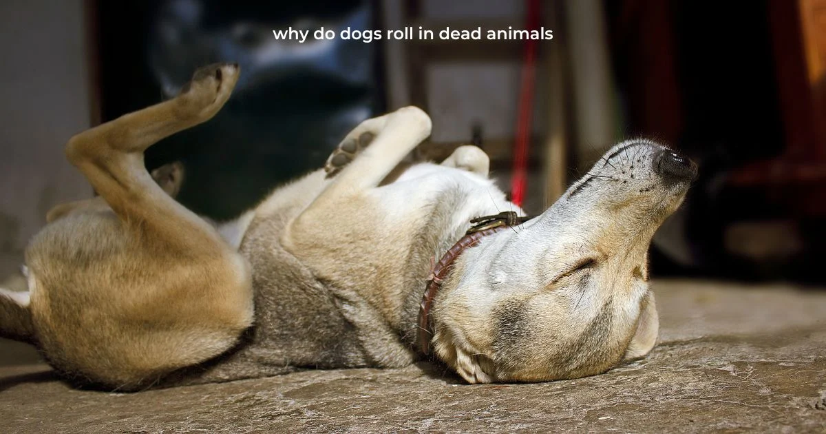 why do dogs roll in dead animals